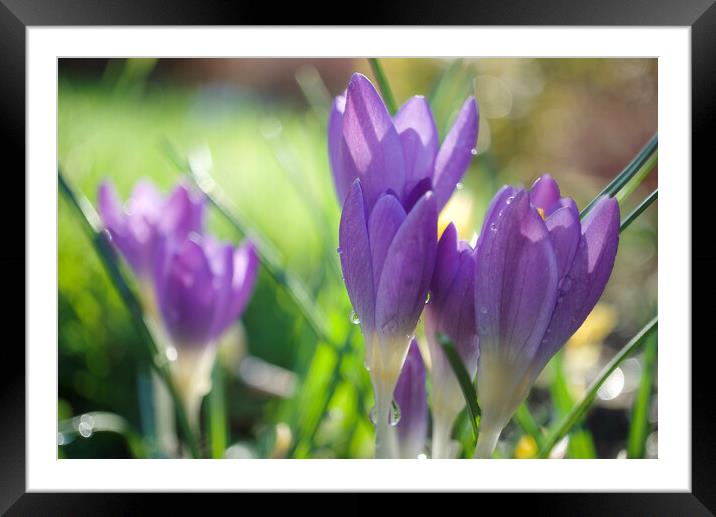 Spring Crocuses Framed Mounted Print by Alison Chambers
