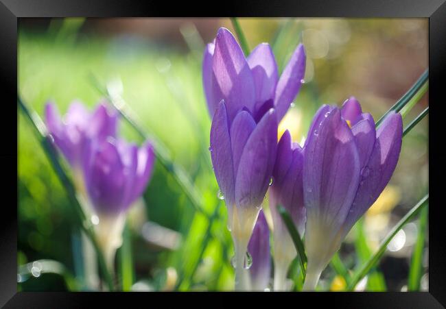 Spring Crocuses Framed Print by Alison Chambers