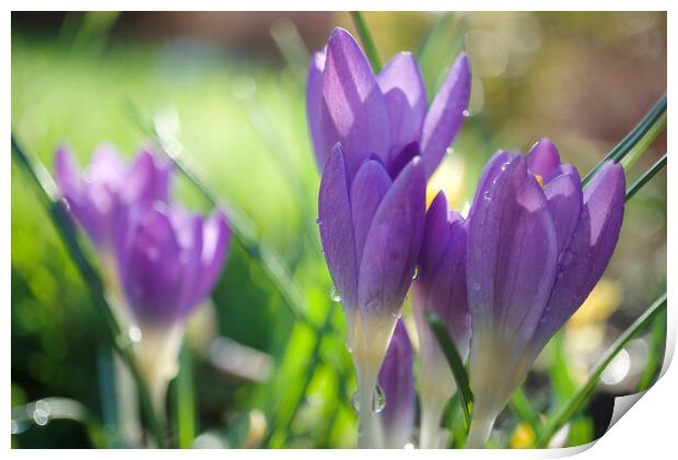 Spring Crocuses Print by Alison Chambers