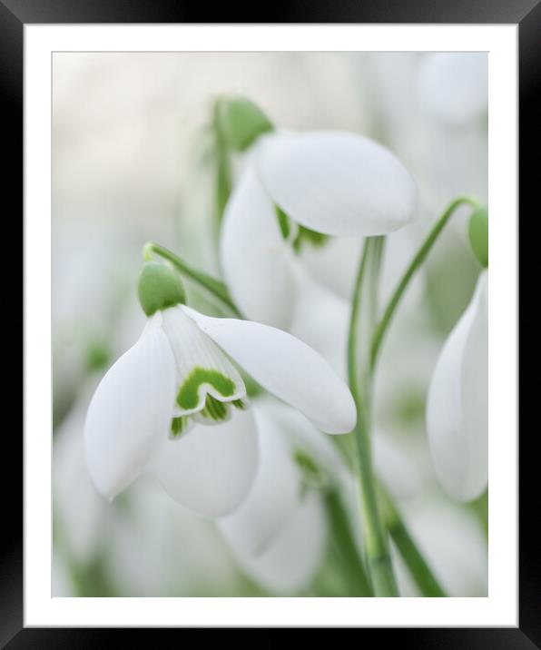 Snowdrops in bloom  Framed Mounted Print by Shaun Jacobs