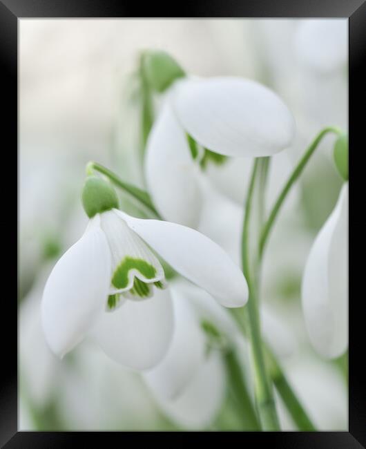 Snowdrops in bloom  Framed Print by Shaun Jacobs