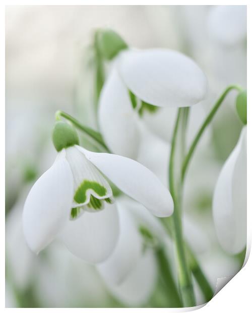 Snowdrops in bloom  Print by Shaun Jacobs
