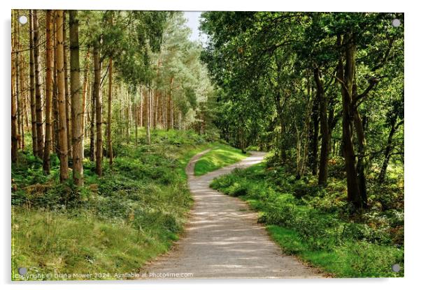 Cannock Chase Woodland Path Acrylic by Diana Mower