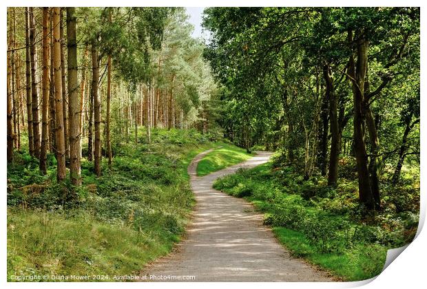 Cannock Chase Woodland Path Print by Diana Mower