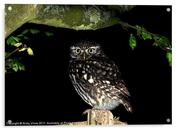 Little Owl Acrylic by Nicky Vines