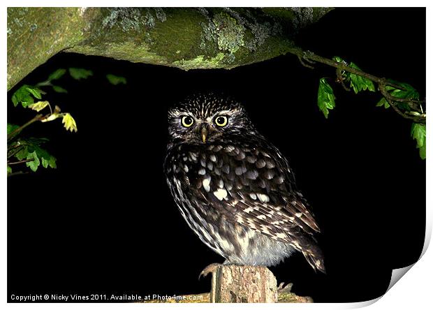 Little Owl Print by Nicky Vines