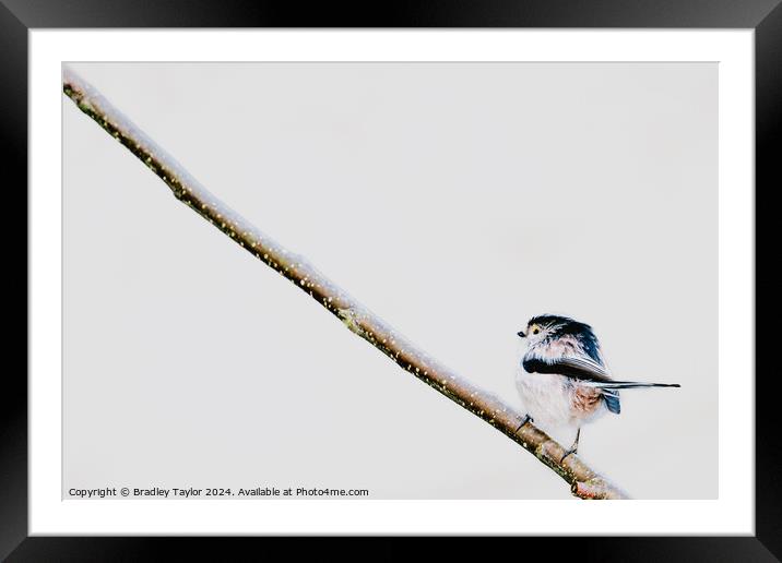 Uphill Climb for Long Tailed Tit Framed Mounted Print by Bradley Taylor