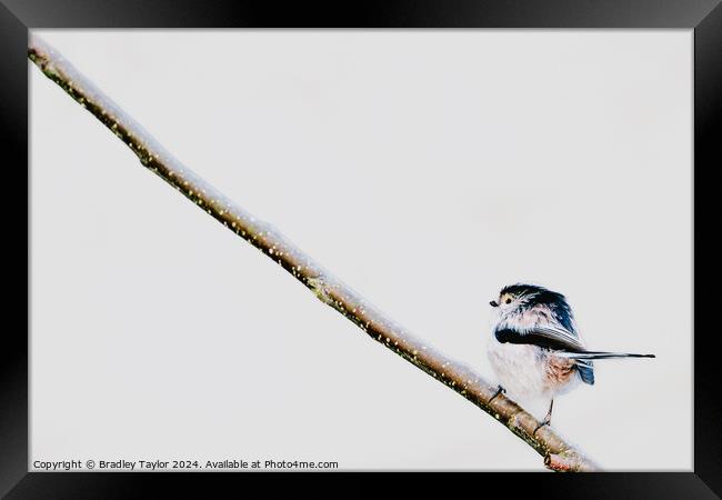 Uphill Climb for Long Tailed Tit Framed Print by Bradley Taylor