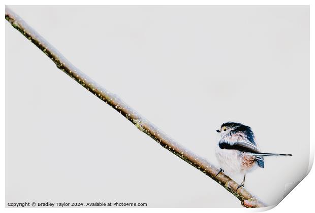 Uphill Climb for Long Tailed Tit Print by Bradley Taylor