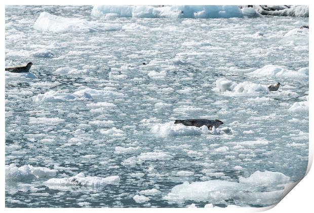 Harbour Seals on an ice flow in its natural environment, College Fjord, Alaska, USA Print by Dave Collins