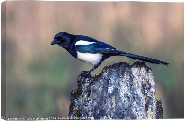 Magpie Canvas Print by Tom McPherson