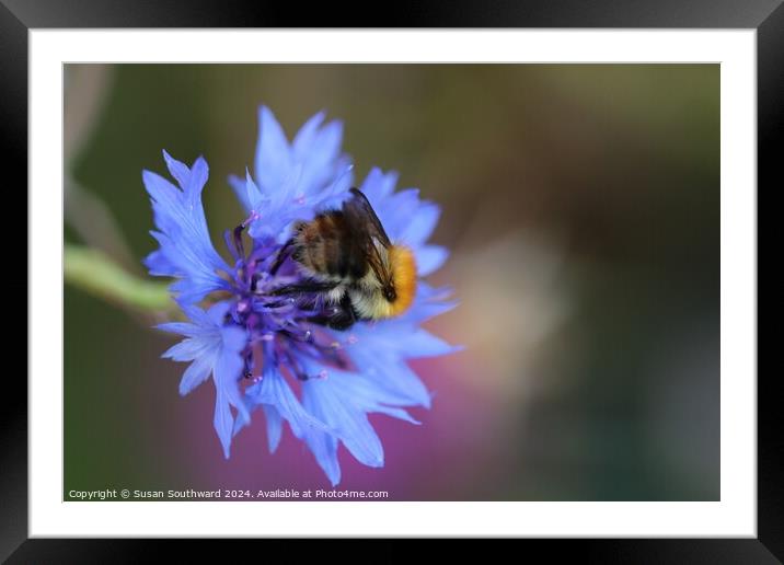 Beauty and the bee Framed Mounted Print by Susan Southward