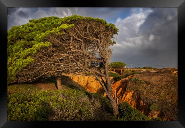 Old Windswept Tree And Ravine In Algarve, Portugal Framed Print by Artur Bogacki