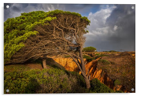 Old Windswept Tree And Ravine In Algarve, Portugal Acrylic by Artur Bogacki