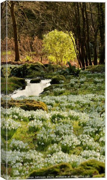 sunlit tree and snowdrops Canvas Print by Simon Johnson