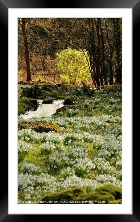 sunlit tree and snowdrops Framed Mounted Print by Simon Johnson