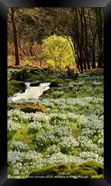 sunlit tree and snowdrops Framed Print by Simon Johnson