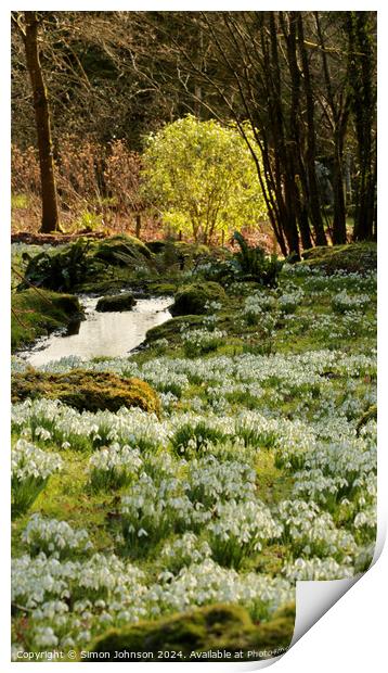 sunlit tree and snowdrops Print by Simon Johnson