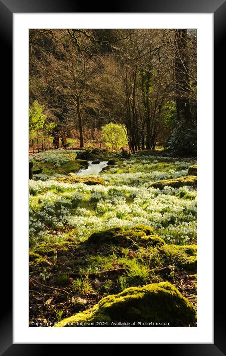 Spring snowdrops Framed Mounted Print by Simon Johnson