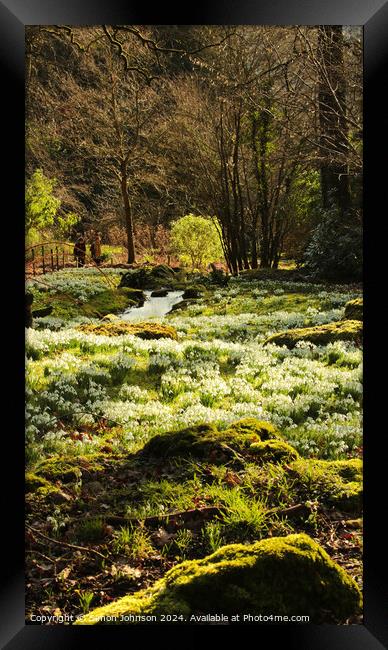 Spring snowdrops Framed Print by Simon Johnson