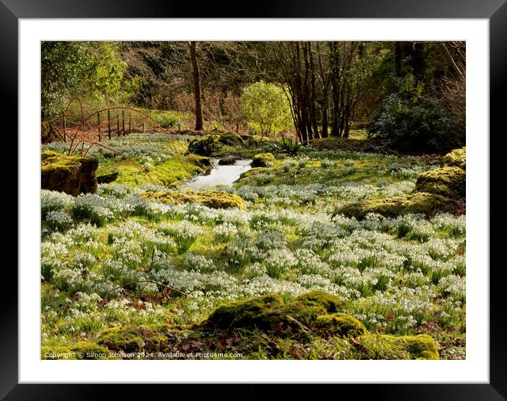 Sunlit Snowdrops Framed Mounted Print by Simon Johnson