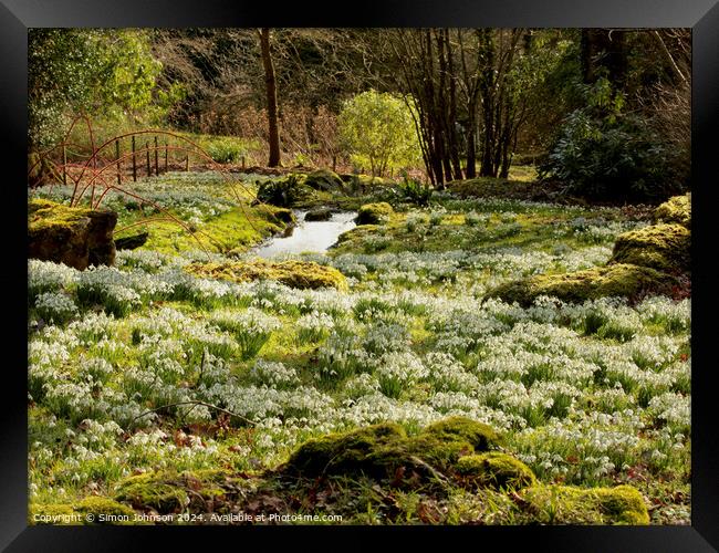 Sunlit Snowdrops Framed Print by Simon Johnson