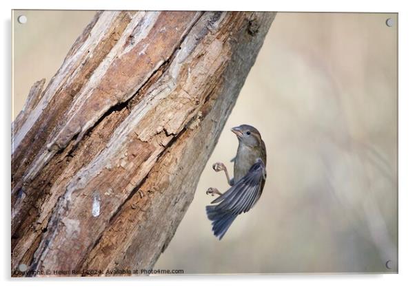 Sparrow landing Acrylic by Helen Reid