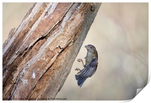 Sparrow landing Print by Helen Reid