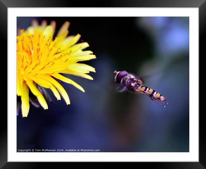 Hoverfly Framed Mounted Print by Tom McPherson