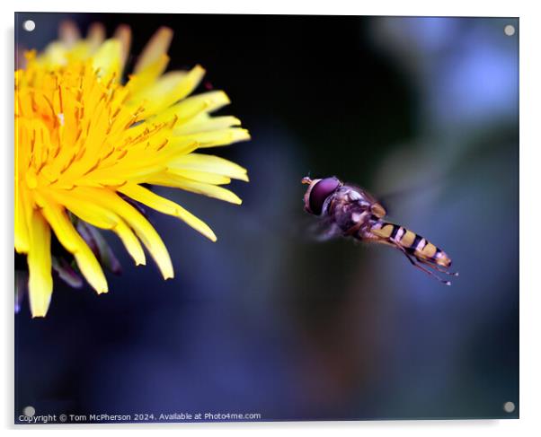 Hoverfly Acrylic by Tom McPherson