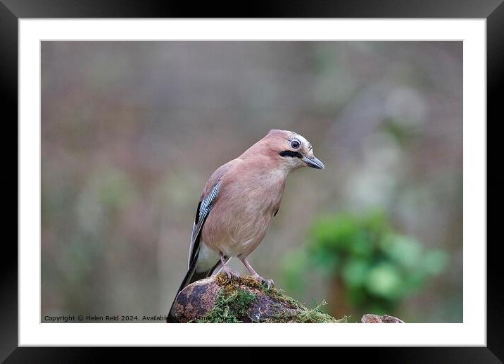 Jay bird  Framed Mounted Print by Helen Reid