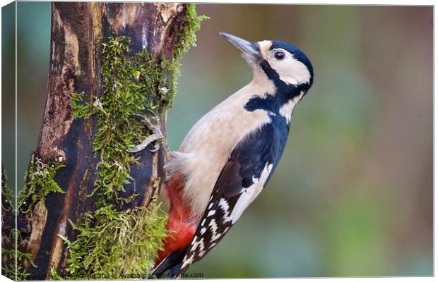 Great spotted woodpecker bird Canvas Print by Helen Reid