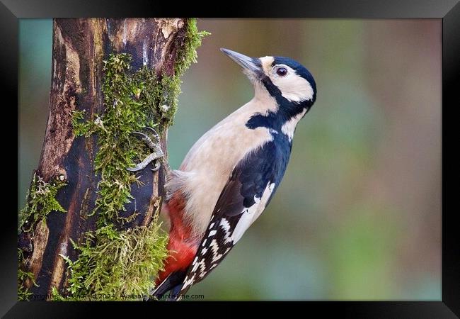 Great spotted woodpecker bird Framed Print by Helen Reid