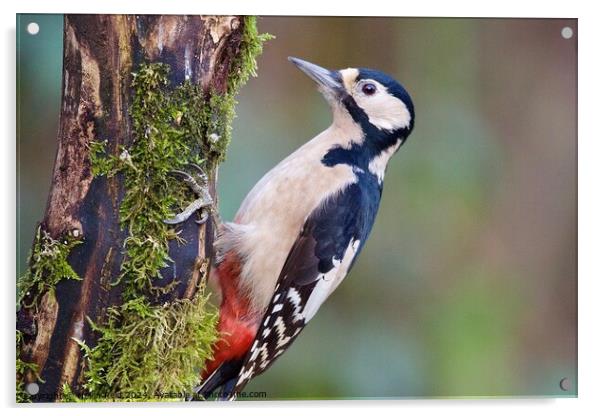 Great spotted woodpecker bird Acrylic by Helen Reid