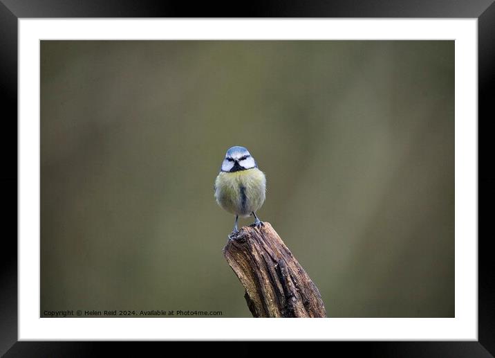 Bluetit bird perched on a post Framed Mounted Print by Helen Reid