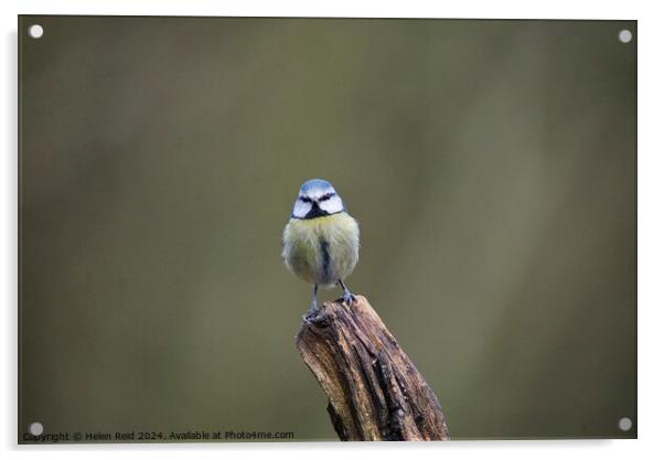 Bluetit bird perched on a post Acrylic by Helen Reid