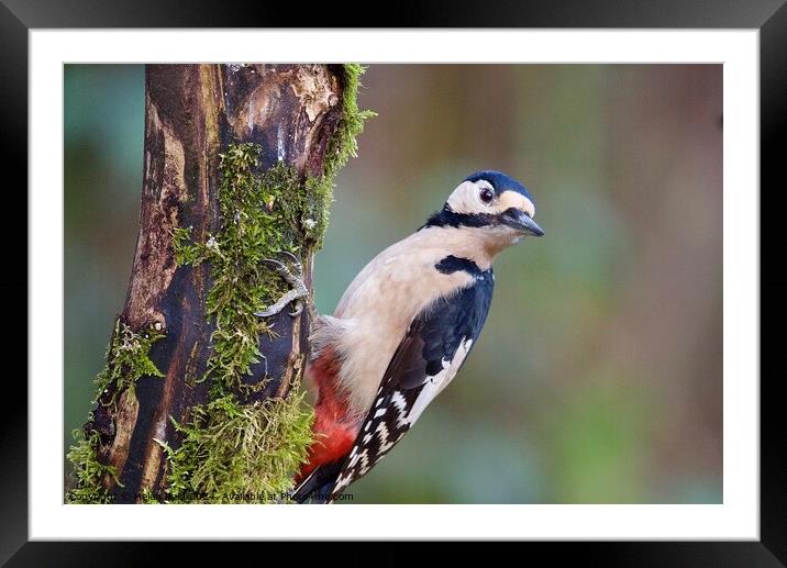 Great spotted woodpecker Framed Mounted Print by Helen Reid
