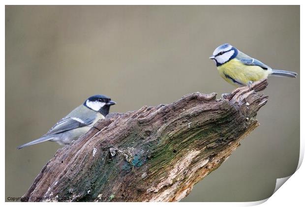 Bluetit Greattit birds Print by Helen Reid