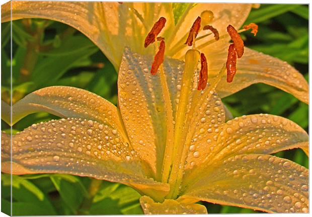 Lorie's Lilly Canvas Print by John  Hartman