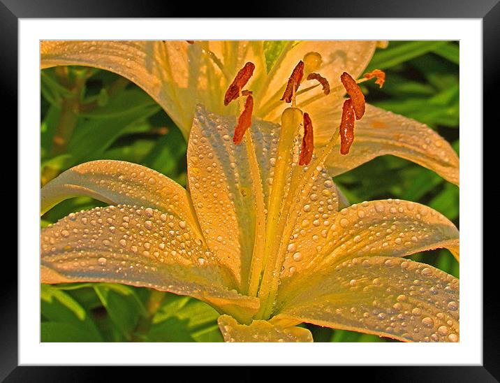 Lorie's Lilly Framed Mounted Print by John  Hartman