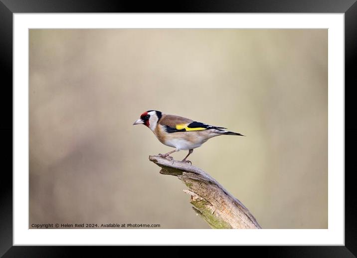 Goldfinch bird  Framed Mounted Print by Helen Reid