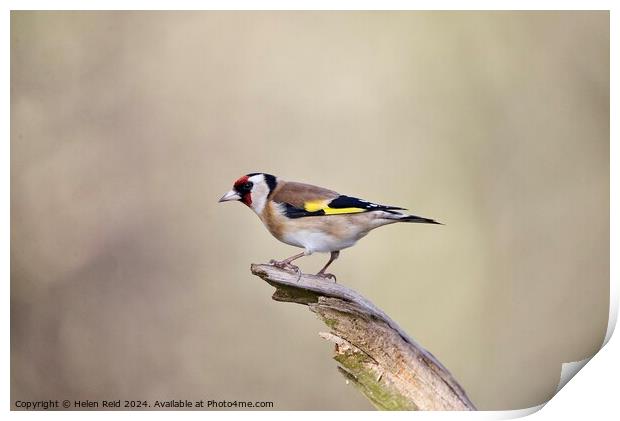 Goldfinch bird  Print by Helen Reid