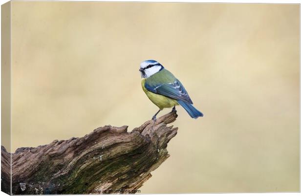 Bluetit bird perched on the edge of a branch Canvas Print by Helen Reid