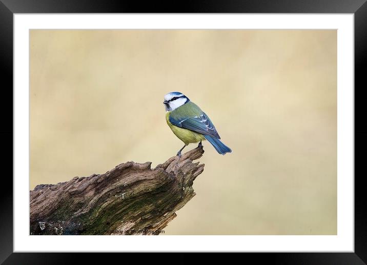 Bluetit bird perched on the edge of a branch Framed Mounted Print by Helen Reid