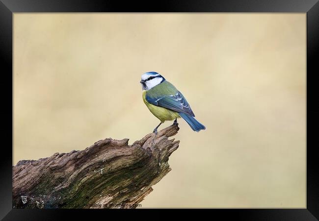 Bluetit bird perched on the edge of a branch Framed Print by Helen Reid