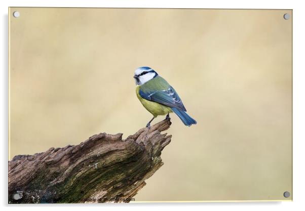 Bluetit bird perched on the edge of a branch Acrylic by Helen Reid