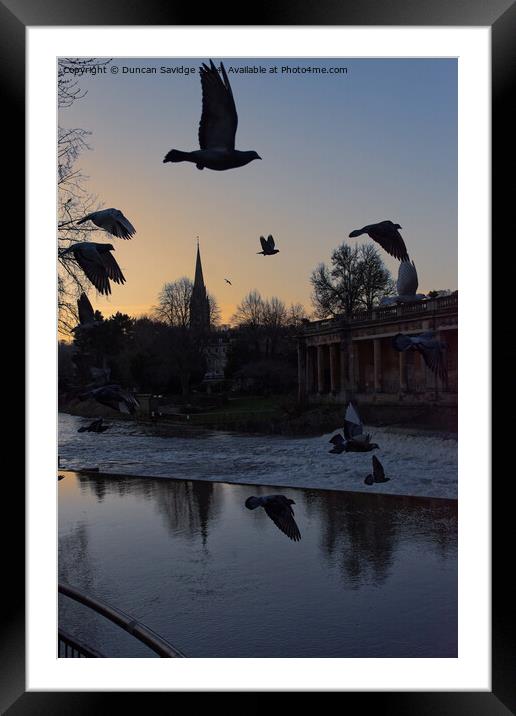 Pigeons in flight in Bath Framed Mounted Print by Duncan Savidge