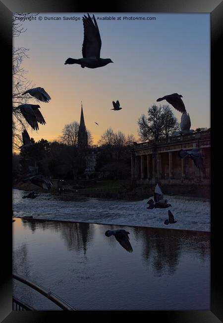 Pigeons in flight in Bath Framed Print by Duncan Savidge