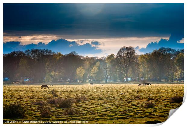 Early spring afternoon in the New Forest Print by Chris Richards