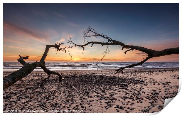 Covehithe Beach at Sunrise Print by David Powley